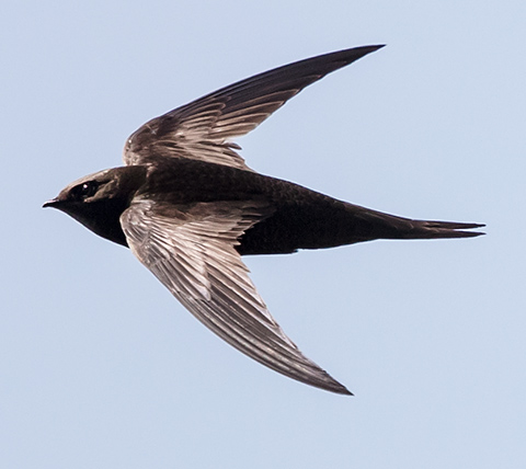 African Black Swift